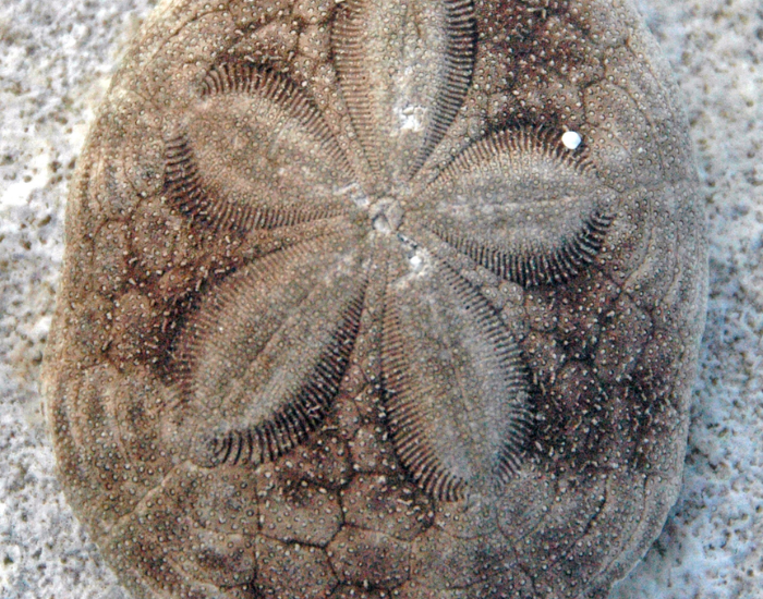Sea Biscuit (Clypeaster rosaceus.webp Sea Biscuit close uo photo