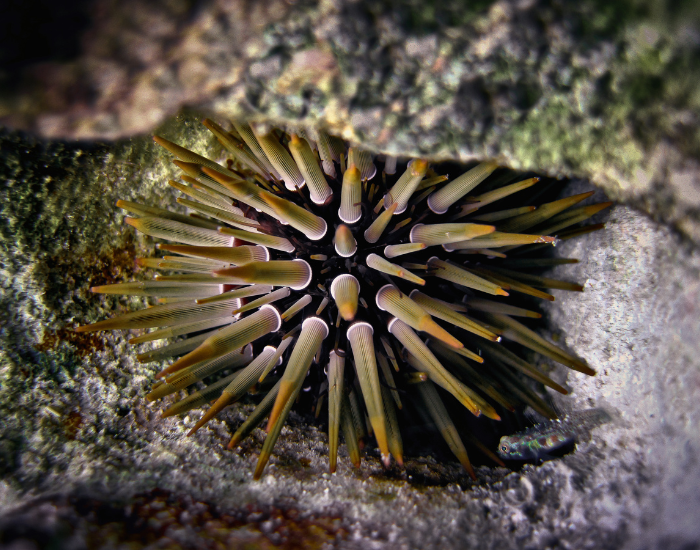 Rock-Boring-Urchin-Echinometra-mathaei.webp Rock-Boring Urchin under a roc