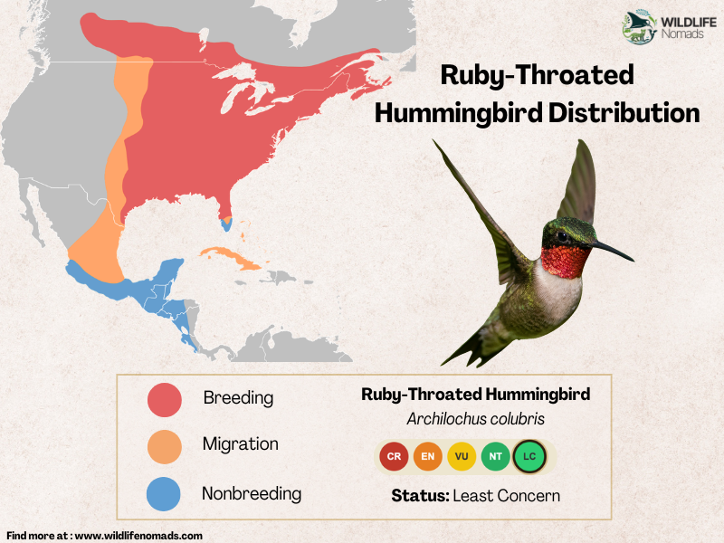 Ruby-Throated-Hummingbird-distirbution-map.webp Ruby-Throated Hummingbird Distribution map