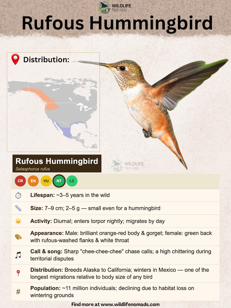 Rufous-Hummingbird-animal-profile.webp Rufous Hummingbird Quick Facts infographic