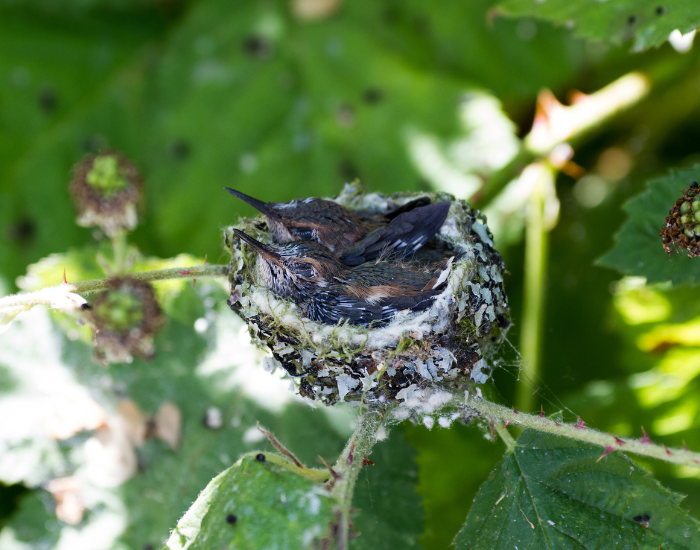 Rufous-Hummingbird-chicks-on-nest.webp two rufous hummingbird sleeping on a nest in the wild