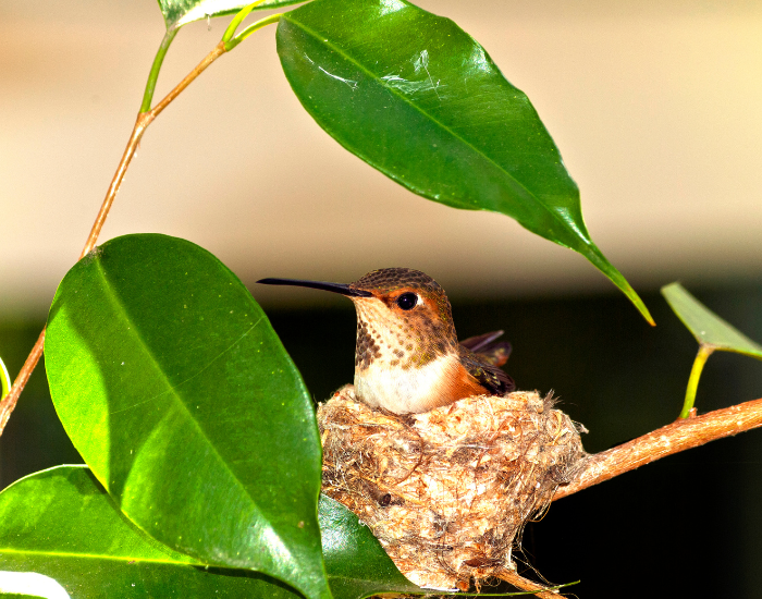 Rufous-Hummingbird-nest.webp rufous hummingbird on its nest