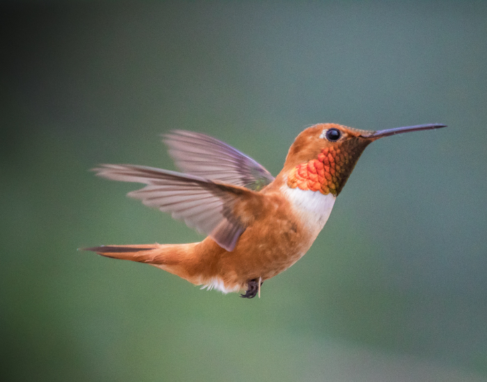 Rufous-Hummingbird-wild-3.webp close up of a Rufous Hummingbird flying