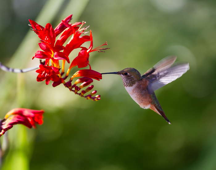 Rufous-Hummingbird-wild-5.webp female rufuous hummingbird feeding from a flower