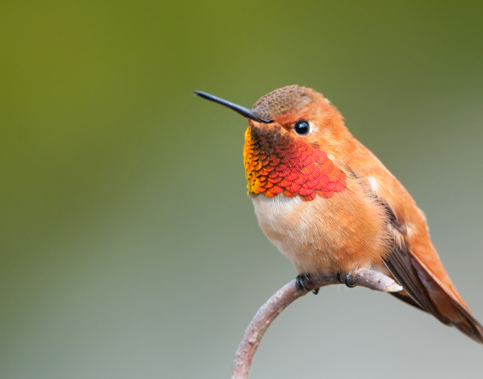 Rufous-Hummingbird-wild.webp Rufous Hummingbird close up standing on a tree branch
