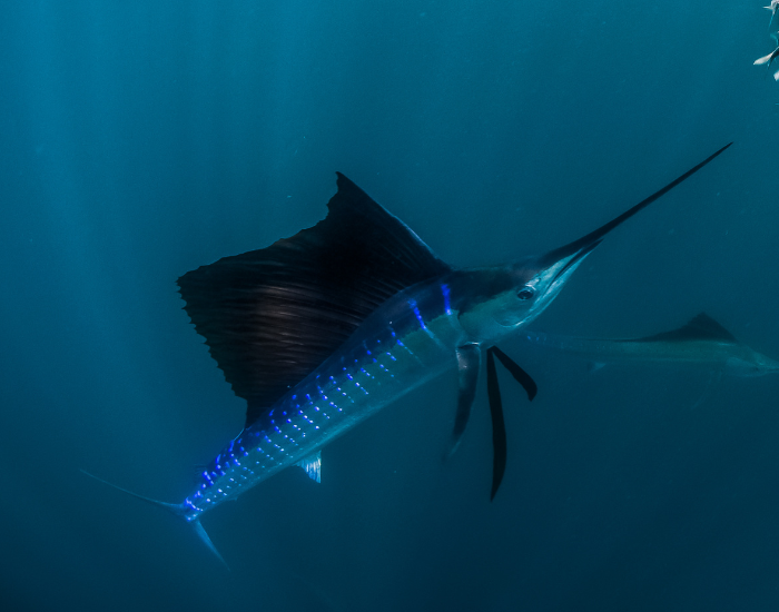 sailfish underwater