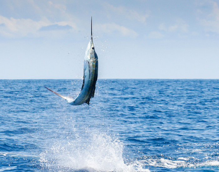 Sailfish-Istiophorus-platypterus.webp Sailfish jumping breaching