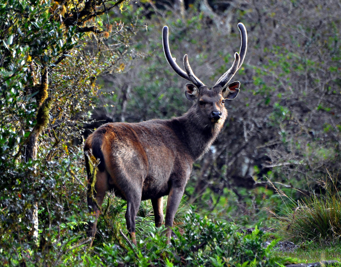 Sambar-Deer.webp Samba deer in the wild