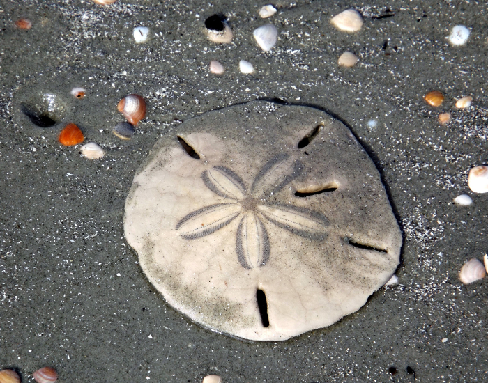 Sand-Dollar-Echinarachnius-parma-and-related-species.webp Sand Dollar laying on a beach on sand