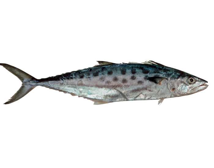 School-Mackerel-Scomberomorus-queenslandicus.webp School Mackerel with white background