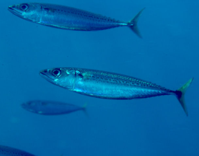 Scomber-australasicus.webp Blue Mackerel swimming