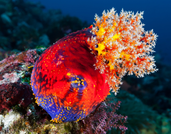 Sea-Apple-Pseudocolochirus-violaceus.webp sea apple cucumber underwater