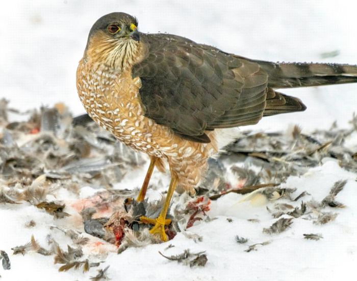 Sharp-shinned Hawk standing over its prey in winter