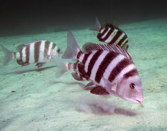 Sheepshead-Archosargus-probatocephalus.webp three Sheepshead fish swimming near the ocean floor feeding
