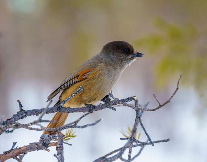 Siberian-Jay-Perisoreus-infaustus.webp Siberian Jay in the wild