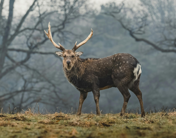 Sika-Deer-Cervus-nippon.webp Sika Deer in its natural forest habitat