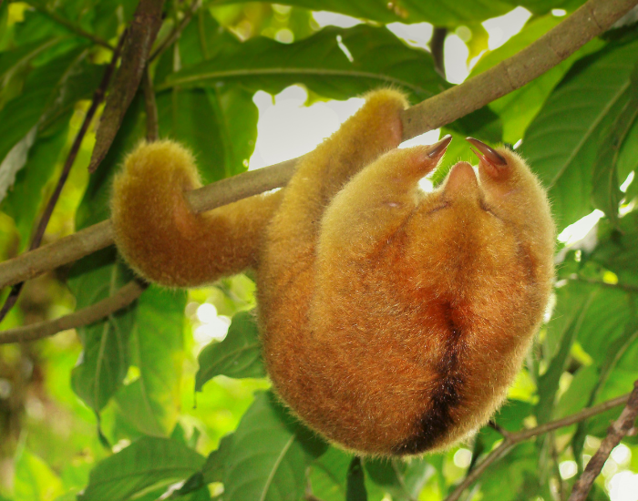 Silky-Anteater-Cyclopes-didactylus.webp silky anteater hanging from a tree in the wild