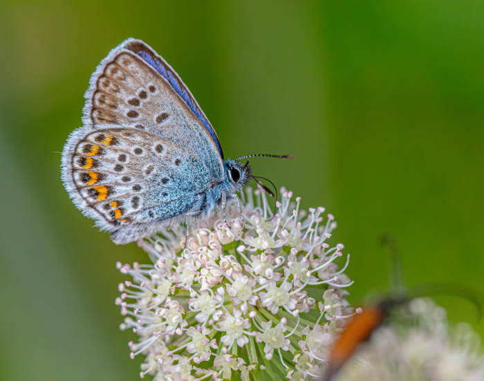 Silver-Studded-Blue-Plebejus-argus.webp Silver-Studded Blue standing on a plant