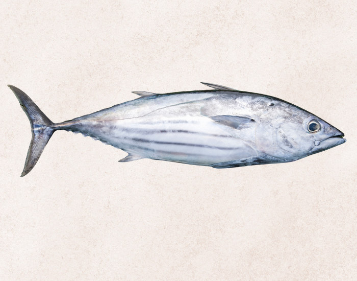 Skipjack-Tuna-Katsuwonus-pelamis.webp close up of a Skipjack Tuna with beige background