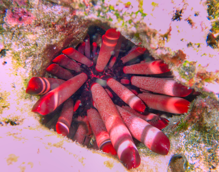 Slate-Pencil-Urchin-Heterocentrotus-mamillatus.webp Slate Pencil Urchin underwater photo