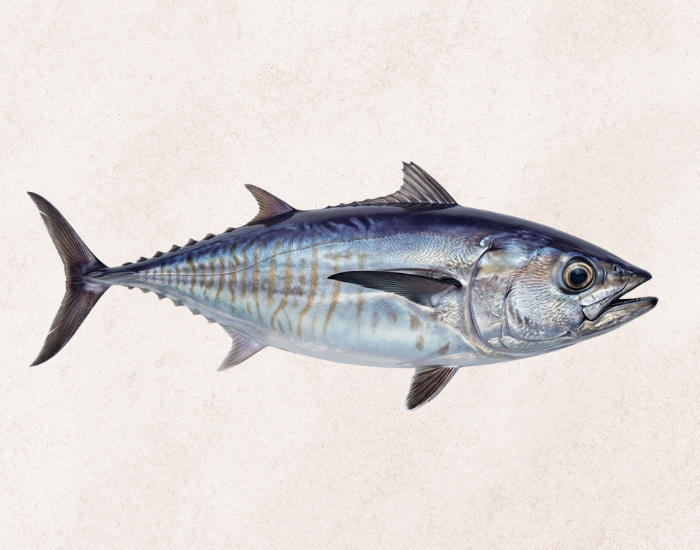 Slender-Tuna-Allothunnus-fallai.webp Slender Tuna clos eup with beige background