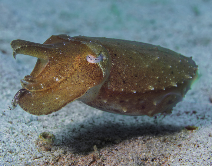 Smiths-Cuttlefish-Sepia-smithii.webp Smith’s Cuttlefish suspended