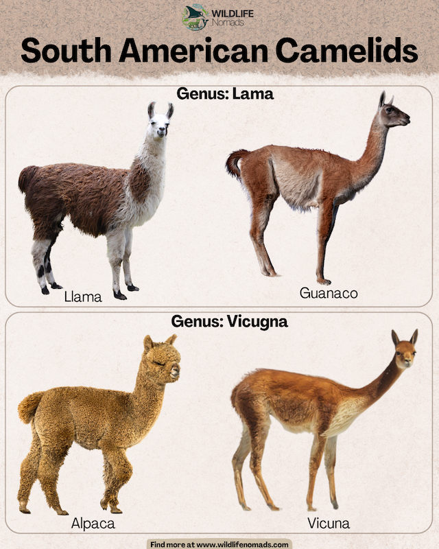 South American Camelids infographic showing 2 genus including genus lamas and vicugna