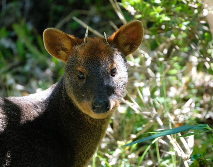 Southern-Pudu-Pudu-puda.webp close up of a southern pudu in the wild