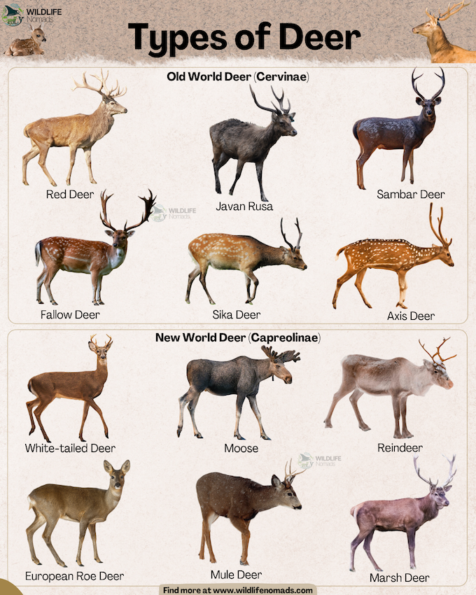 Species-and-Types-of-deer-infographic-by-wildlife-nomads.webp Types of Deer infographic showing new world and old world