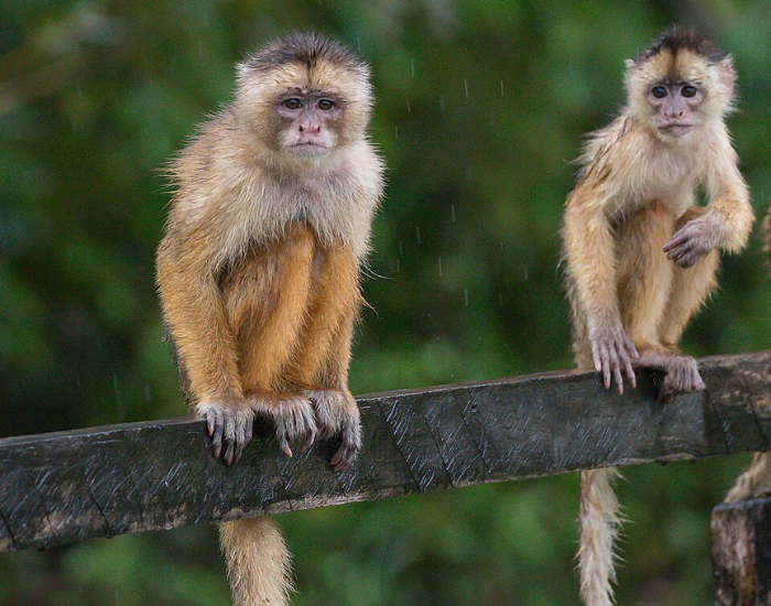 Spixs-White-fronted-Capuchin-Cebus-unicolor.webp two Spix's White-fronted Capuchins on a rainy day standing on a wooden pole