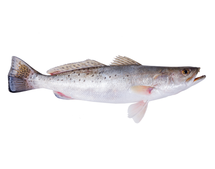 Spotted-Seatrout-Cynoscion-nebulosus.webp Spotted Seatrout with white background
