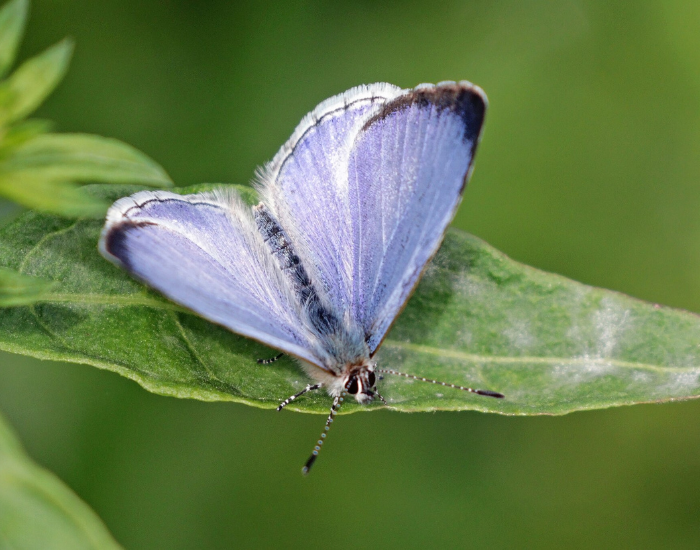 Spring-azure-Celastrina-ladon.webp Spring azure standing on a leaf