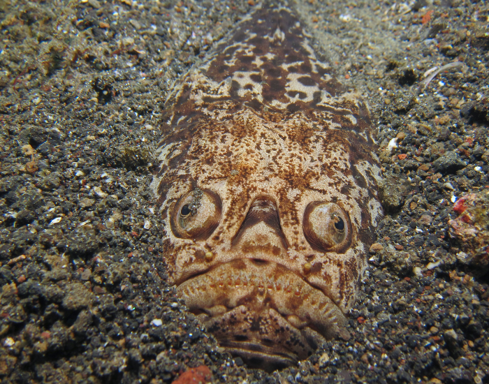 Stargazer-Fish-Uranoscopidae.webp Stargazer Fish buried on the ocean floor