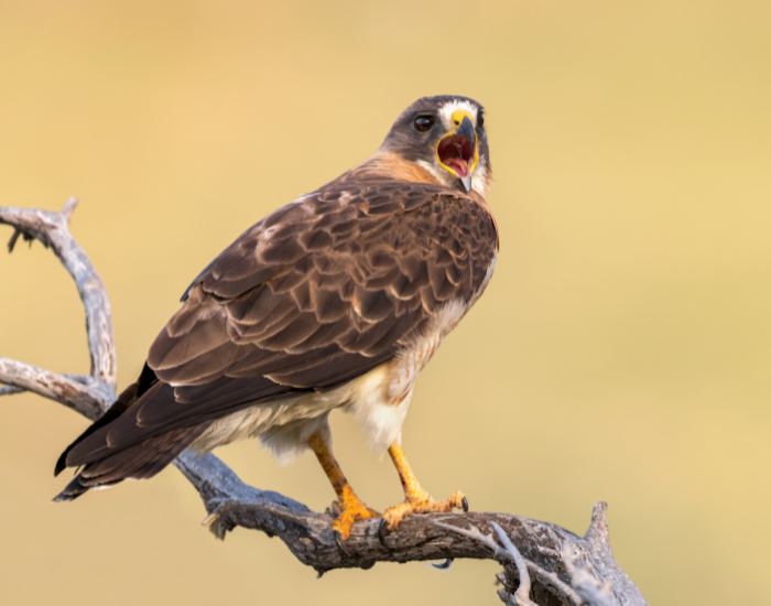 Swainson's Hawk perched on a tree