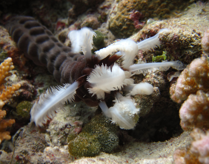 Synapta-maculata-Snake-Sea-Cucumber.webp close up of a snake sea cucumber