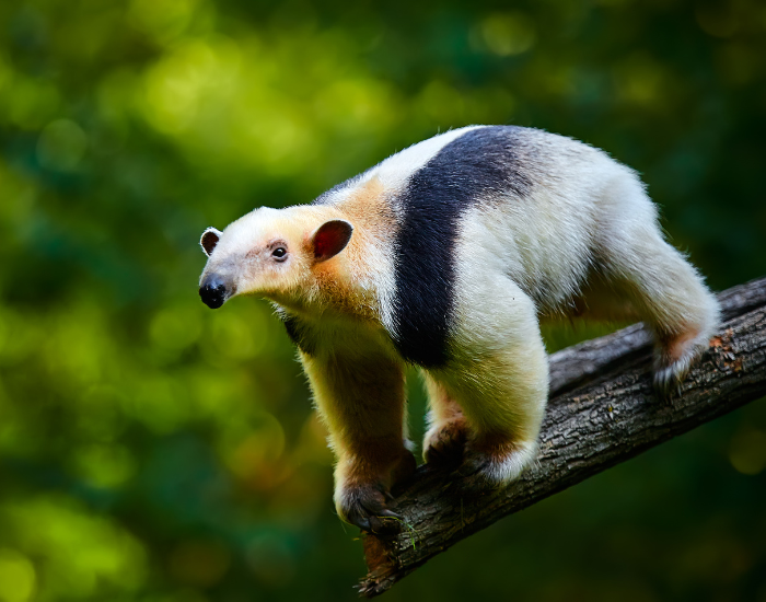 tamandua walking on a tree