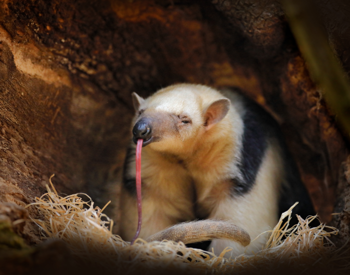 Tamandua-tongue.webp tamandua sticking it tongue out