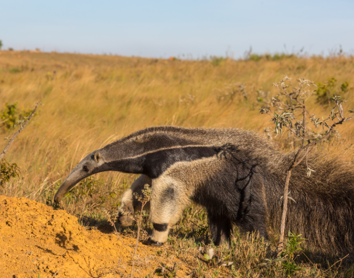 Tamandua-wild-mound.webp giant anteater in the wild next to a big ant or termite mound