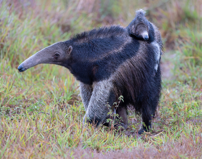 Tamandua-with-baby-walking.webp anteater walking and a baby on top