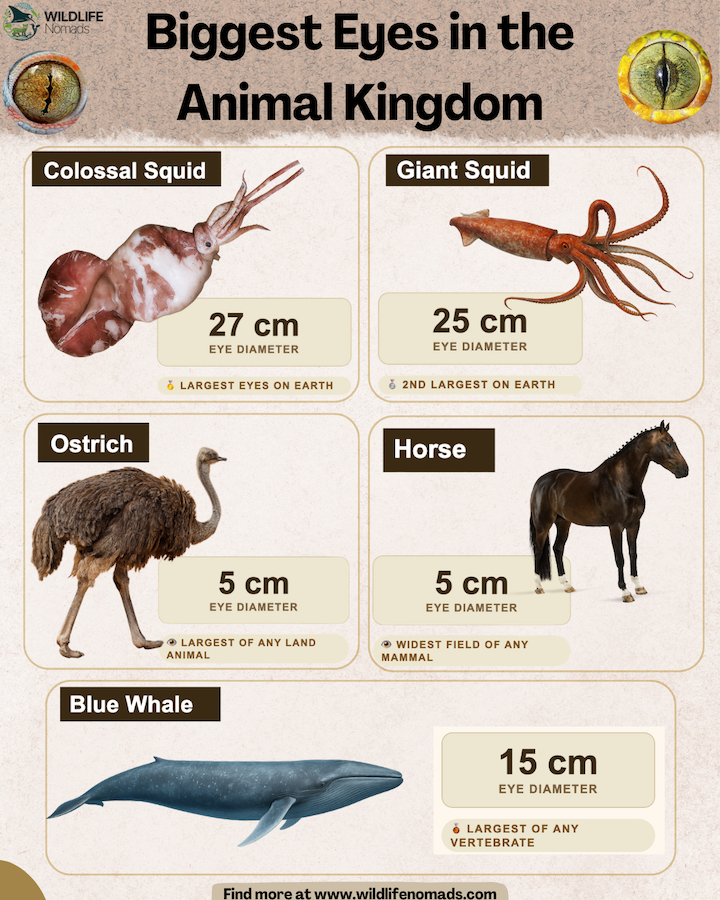  Biggest Eyes in the Animal Kingdom infographic