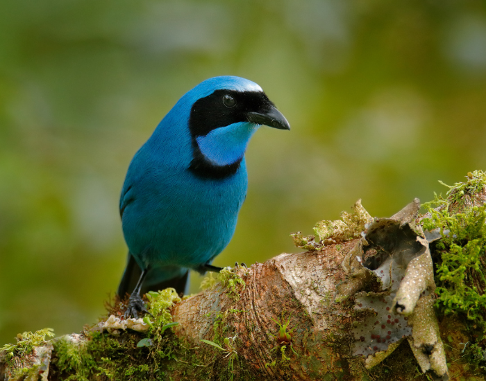 Turquoise-Jay-Cyanolyca-turcosa.webp Turquoise bird in the wild in a tree