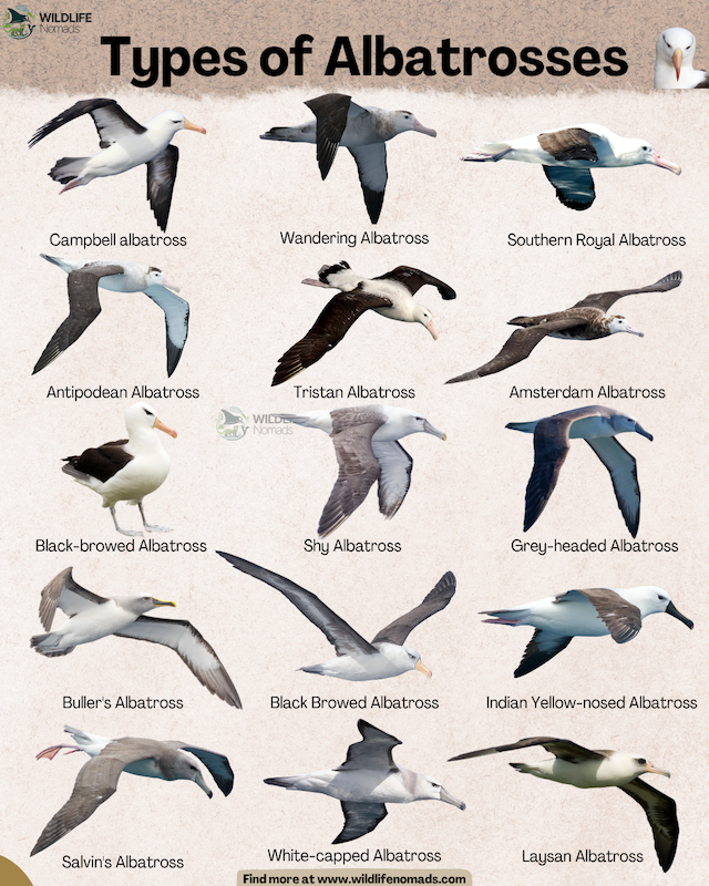 Types-of-Albatrosses-species.webp Types of Albatrosses infographic showing 18 types species