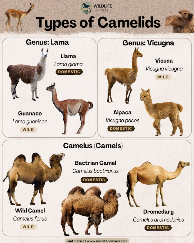  Types of Camelids infographic showing the 3 main genus