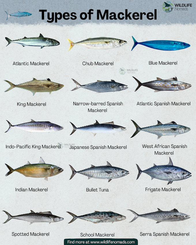 Types-of-Mackerel-species-infographic.webp infographic showing 15 Types of Mackerel