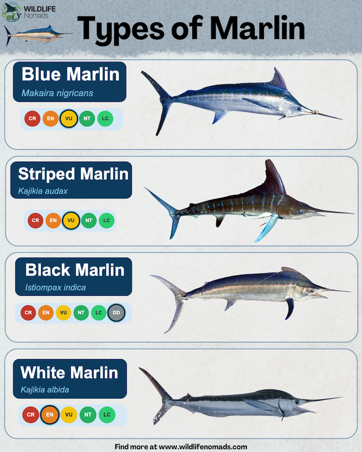 Types of Marlin infographic sowing the 4 species
