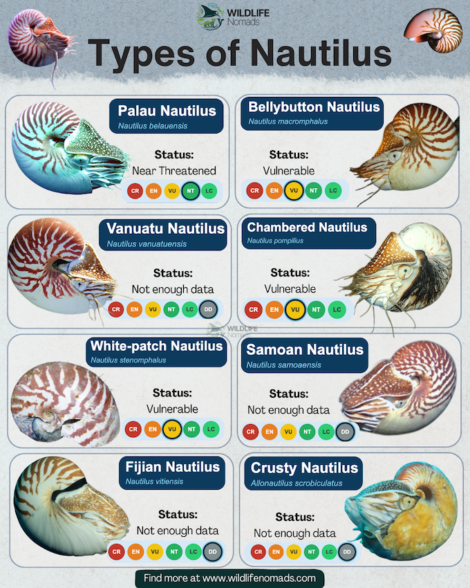 Types of Nautilus infographic showing 8 species