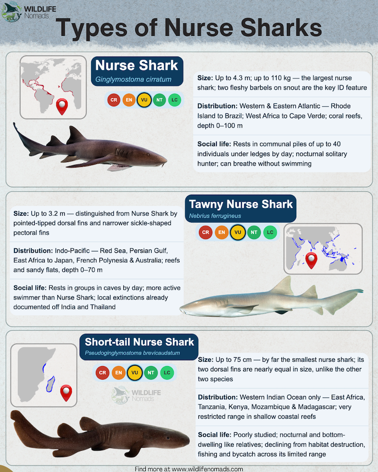 Types-of-Nurse-Sharks-infographic-by-wildlife-nomads.webp Types of Nurse Sharks infographic
