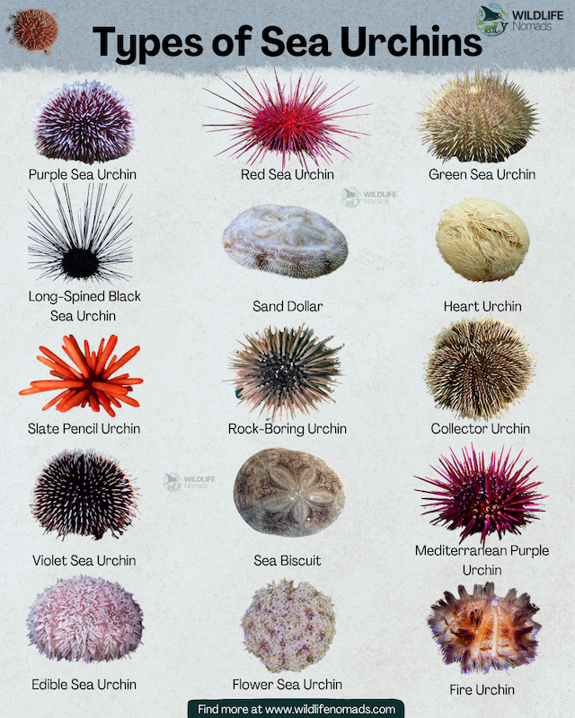 Types-of-Sea-Urchins-infographic.webp Types of Sea Urchins infographic infographic