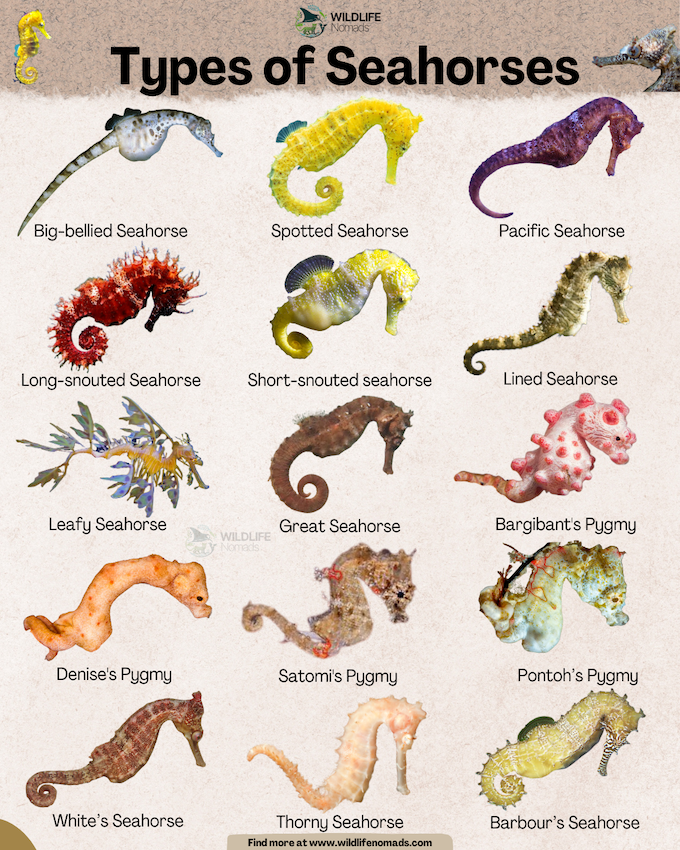 Types-of-Seahorses-infographic-by-wildlife-nomads.webp Types of Seahorses infographic showing 15