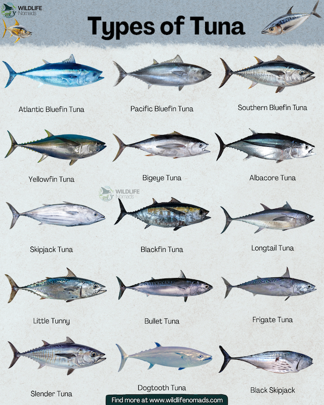 Types of Tuna infographic showing 15 types